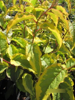 Stachyurus chinensis Joy Forever - Gelbbunter Perlschweif Joy Forever